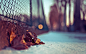 General 1920x1200 leaves fence photography bokeh