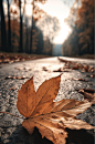 AI数字艺术秋季枫叶二十四节气立秋摄影图