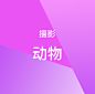 摄影-动物