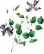 Vintage Botanical Flowers Png Collection (66)