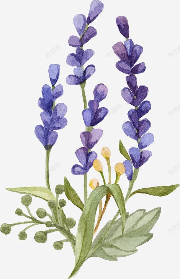 薰衣草水彩小清新