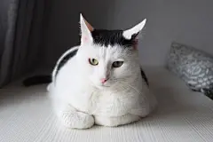 点击来源直接获取大图文件 |一只白色的猫，有着像刘海一样有趣的毛色，趴在白色的桌子上，爪子蜷缩着。一只被宠坏的宠物正在休息。绿色的眼睛。斯堪的纳维亚房间设计