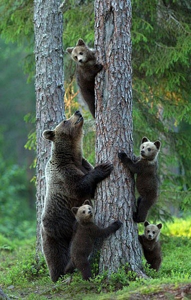 芬兰的一片森林，4只熊宝宝正在练习爬树，...