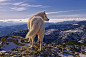 Photograph Siberian Huski  by Rafael  Tamajón on 500px