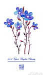 画师微博——三木焱圭-吴公子 06.21 生日花：牛舌草（Viper's Bugloss）花语：博爱（Charity）