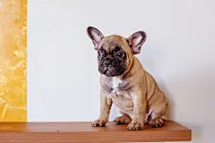 点击来源直接获取大图文件 |在家中可爱的小法国斗牛犬幼犬看起来像可爱、有趣的宠物