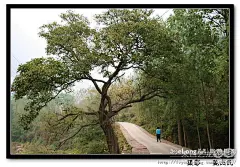 山楂树  红山楂