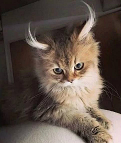 Henriz采集到猫