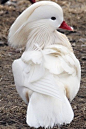 White Mandarin Drake