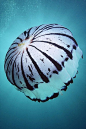 ✯斑马条纹水母✯