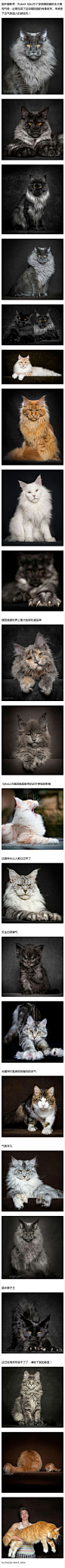 国外摄影师：Robert Sijka为了呈现缅因猫的王之蔑视气势，近期完成了这组缅因猫的肖像系列，看完后...（转）
