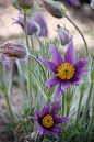 ~~Purple Pasque Flowers (Pulsatilla) by mclbooks~~