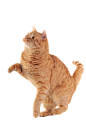 cat_PNG115