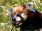 500px / Red Panda by Rainer Leiss