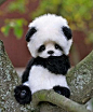 Adorable baby Panda