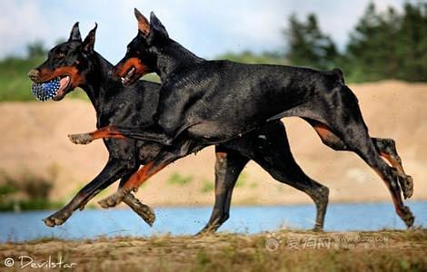 杜宾 多伯曼犬 笃宾犬