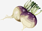 卡通手绘白萝卜png免抠素材_新图网 https://ixintu.com 水彩手绘 白萝卜 餐饮 蔬菜 矢量图案 食物