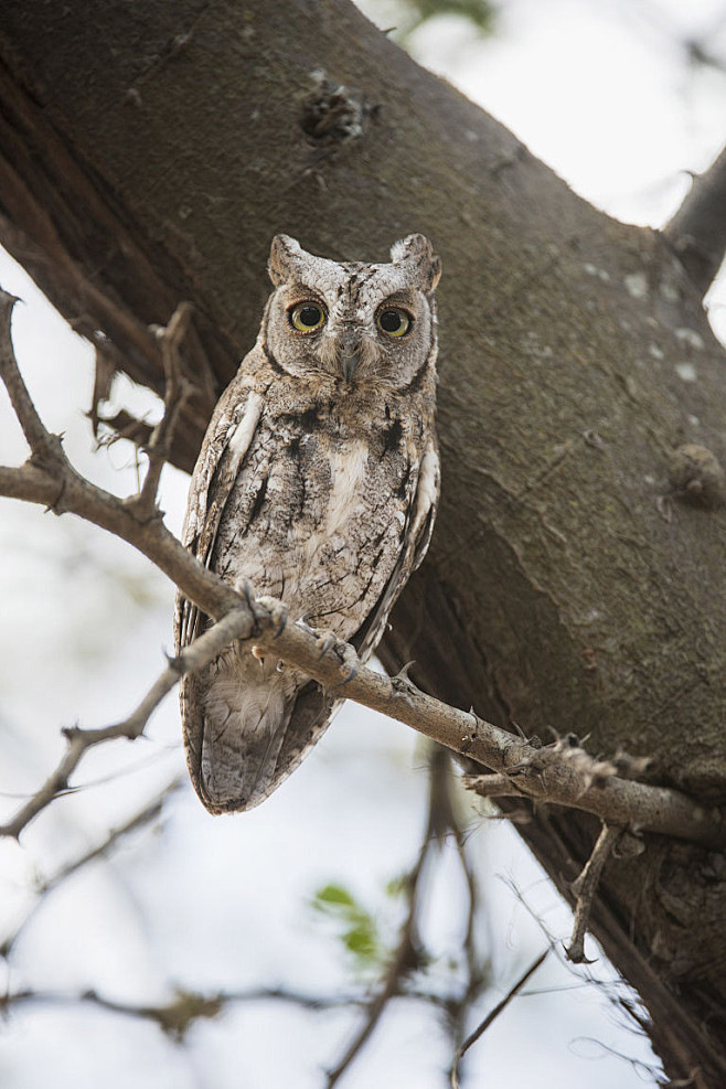 鸮形目鸱鸮科角鸮属非洲角鸮