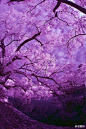 紫色，略带种忧郁而又神秘的色彩。O网页链接