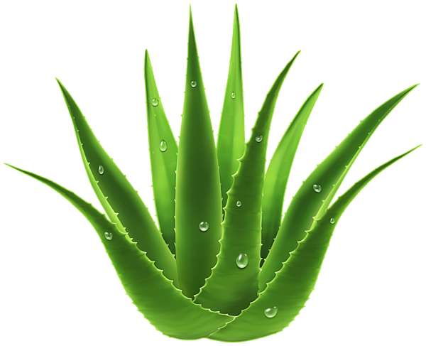 芦荟芦荟芦荟 PNG