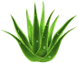 芦荟芦荟芦荟 PNG