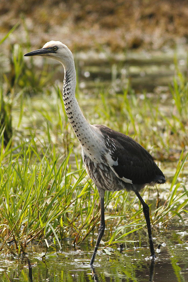 鹈形目鹭科鹭属白颈鹭