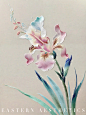 东方美学_鸢尾舞春_4_嘉