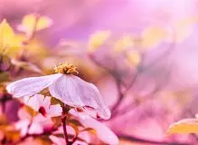 花海壁纸 - 精品桌面壁纸分享平台 - 搜狗壁纸