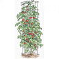 tower_tomato_support_tomato_spiral_and_tomato_plant_supports