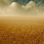 A Crop of Grain