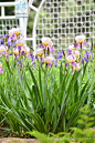 德国鸢尾 Iris germanica L. 中国植物图像库