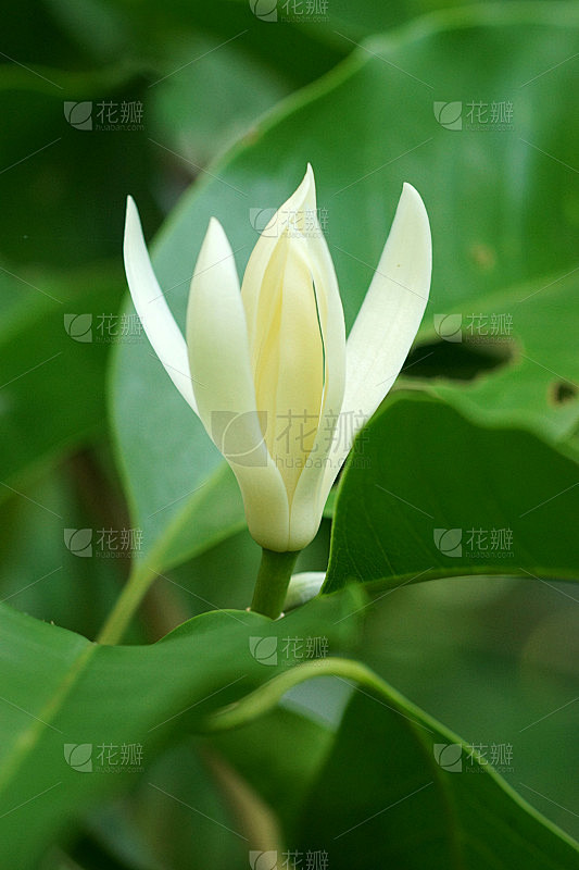 树上的白花正盛开。白兰。)