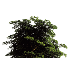 --Alex采集到前景-植物