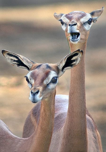 长颈羚，英文称：Gerenuk，仅产在非...