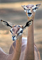 长颈羚，英文称：Gerenuk，仅产在非洲的索马里和肯尼亚，或许也是地球上进食最优雅的动物了吧！长颈羚不仅体型细长优美，表情也是非常符合自拍时代的审美标准的。