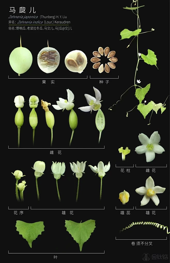 植物结构和科普，好好看！-花瓣网
