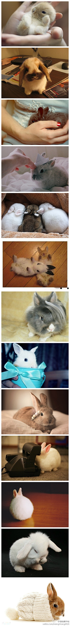 jody锺瑶采集到龙猫，鼠，兔