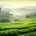 fresh green tea field with mist in the background of countryside, in the style of digitally enhanced, national geographic photo, i can't believe how beautiful this is