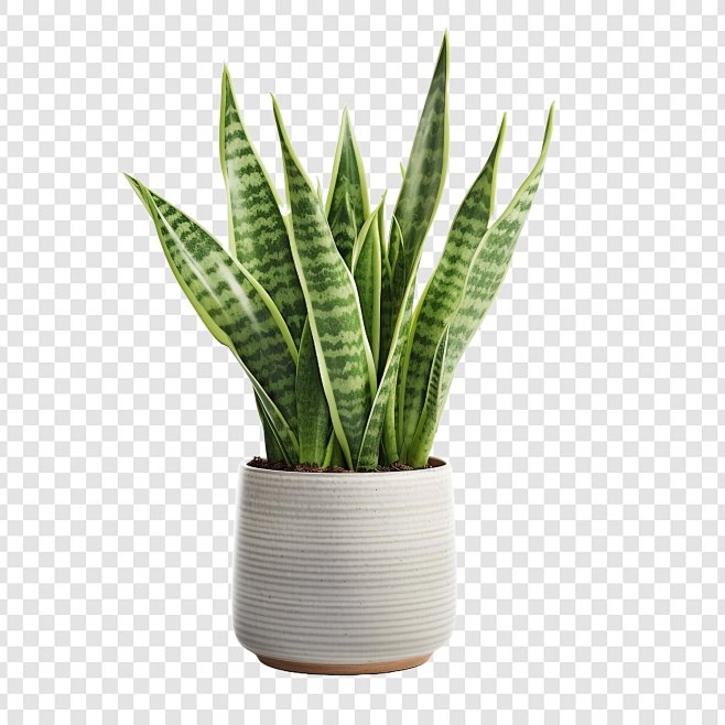 Snake plant sansevie...