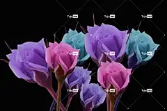 粉红玫瑰 花壁纸 花朵 浪漫 花卉背景 自然 美丽的花朵 花的