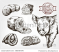 The head of a pig. Natural meat products. Animal husbandry. Set of vector sketches against gray background