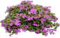 杜鹃24
