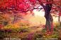 梦幻浪漫红叶树林风景摄影高清图片 - 大图网设计素材下载