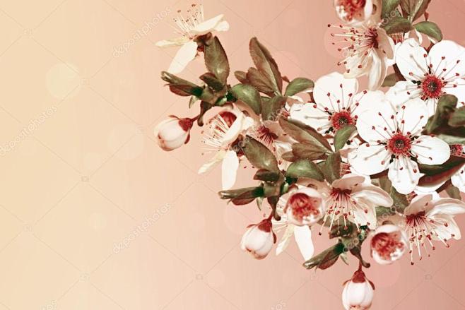 美丽的花朵，在春暖花开的时节