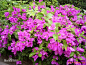 三角梅图片_百度百科三角梅（Bougainvillea spectabilis Willd.），别名：九重葛、三叶梅、毛宝巾、簕杜鹃、三角花、叶子花、叶子梅、纸花、南美紫茉莉等。为常绿攀援状灌木。喜温暖湿润气候，不耐寒，喜充足光照。紫茉莉科，叶子花属。