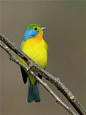 Orange-breasted Bunting (Passerina leclancherii)
