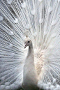 white peacock