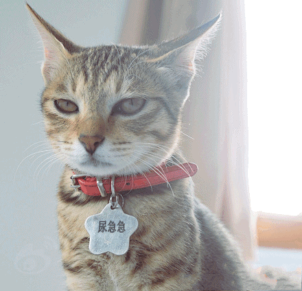 欺负我不认识字，给我起的什么鬼名字——看...