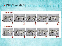 洛书丶采集到动画序列
