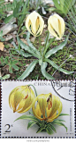 Lilium lophophorum 尖被百合
#喜马拉雅山脉植物预习#尖被百合，百合科百合属，拉丁名Lilium lophophorum。生于海拔3000多米的高山草地、林下或山坡灌丛中。分布于四川、云南和西藏。这种百合花瓣的尖端像是黏合起来的，如一个灯笼，非常漂亮。查了一下，还专门出过邮票。（图片来源网络）
